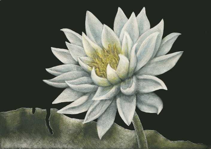 Water Lily scratchboard